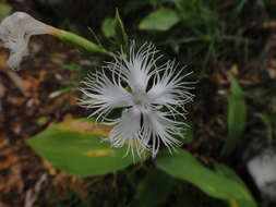 Imagem de Dianthus monspessulanus L.