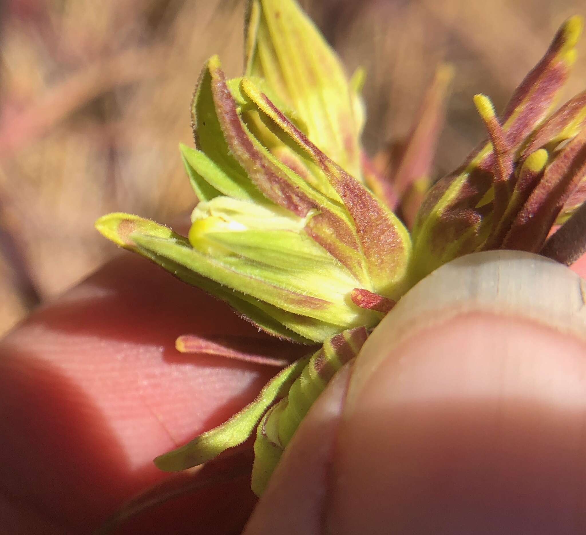 Image of stiffbranch bird's beak