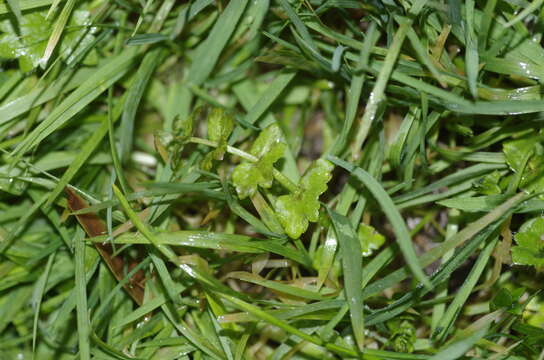 Image de Helosciadium repens (Jacq.) Koch