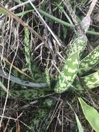 Image of Gasteria obliqua (Aiton) Duval