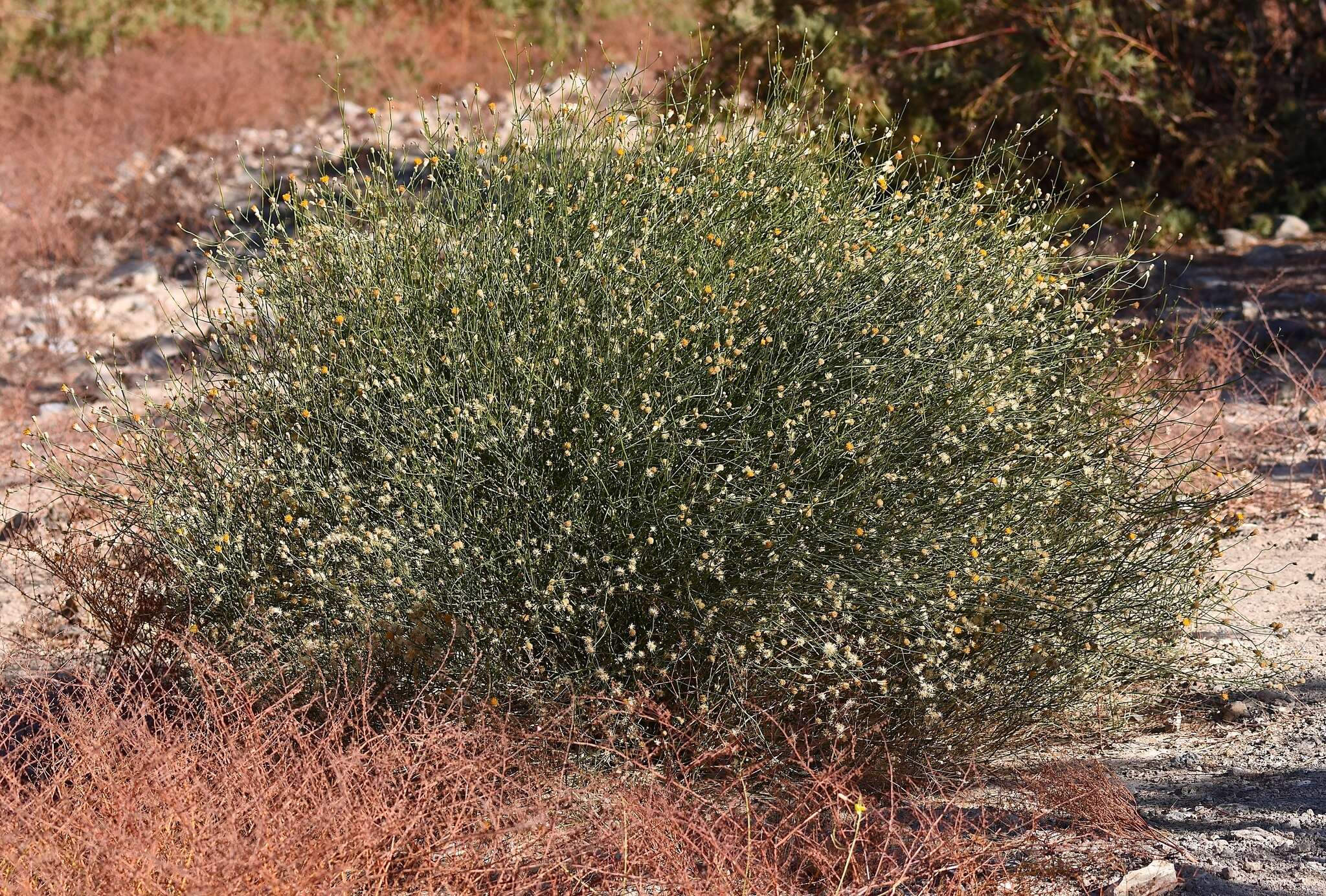 Image of sweetbush