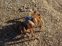 Image of Light-blue Soldier Crab