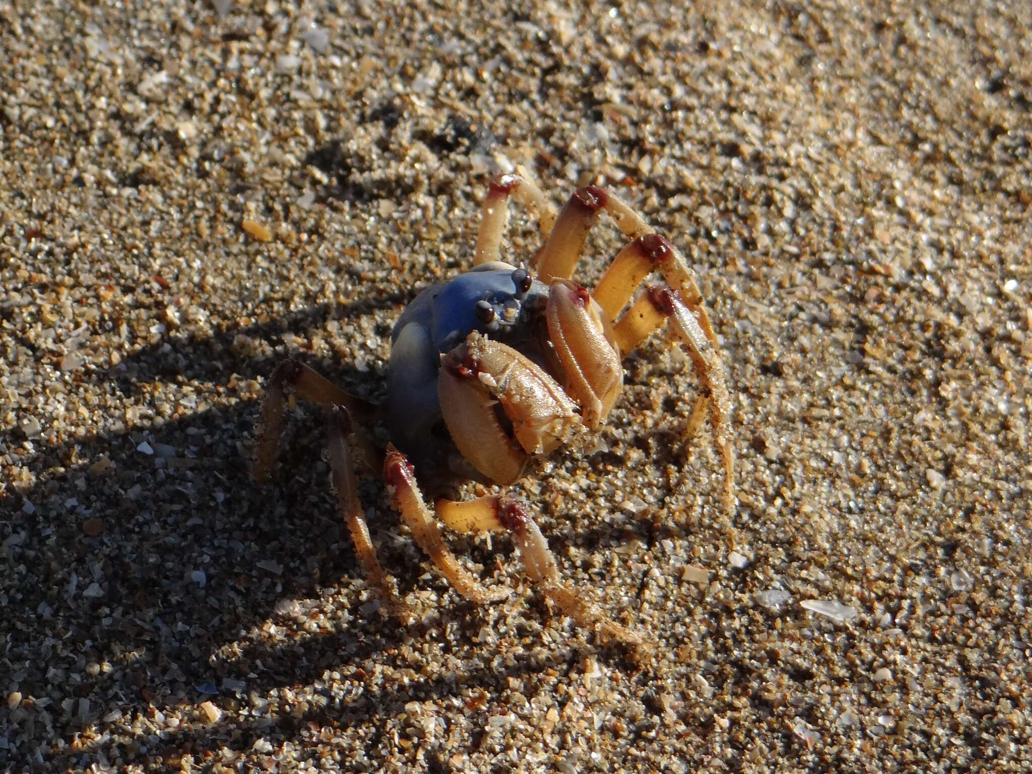 Image of Light-blue Soldier Crab