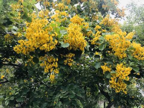 Слика од Pterocarpus rotundifolius subsp. rotundifolius