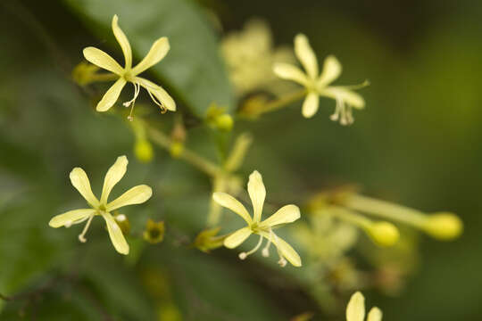 Image de Clerodendrum laevifolium Blume