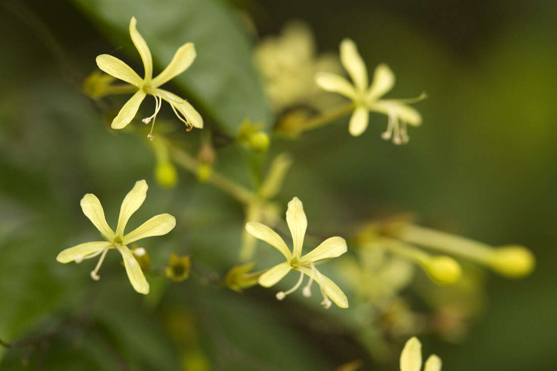 Sivun Clerodendrum laevifolium Blume kuva