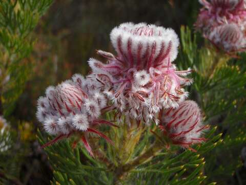 Image of Serruria hirsuta R. Br.