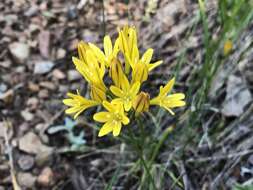 Image of yellow triteleia