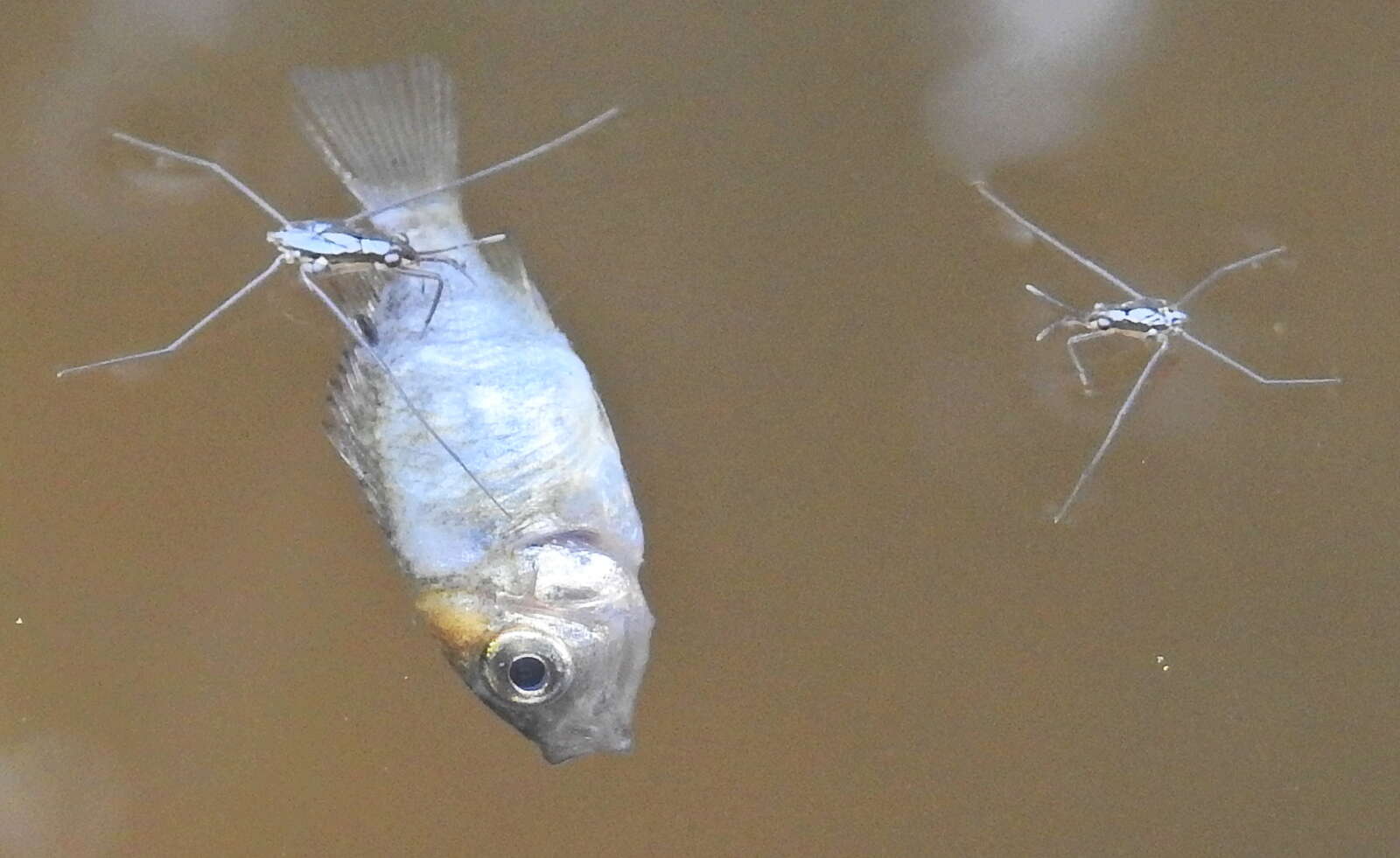 Image of Banded bream