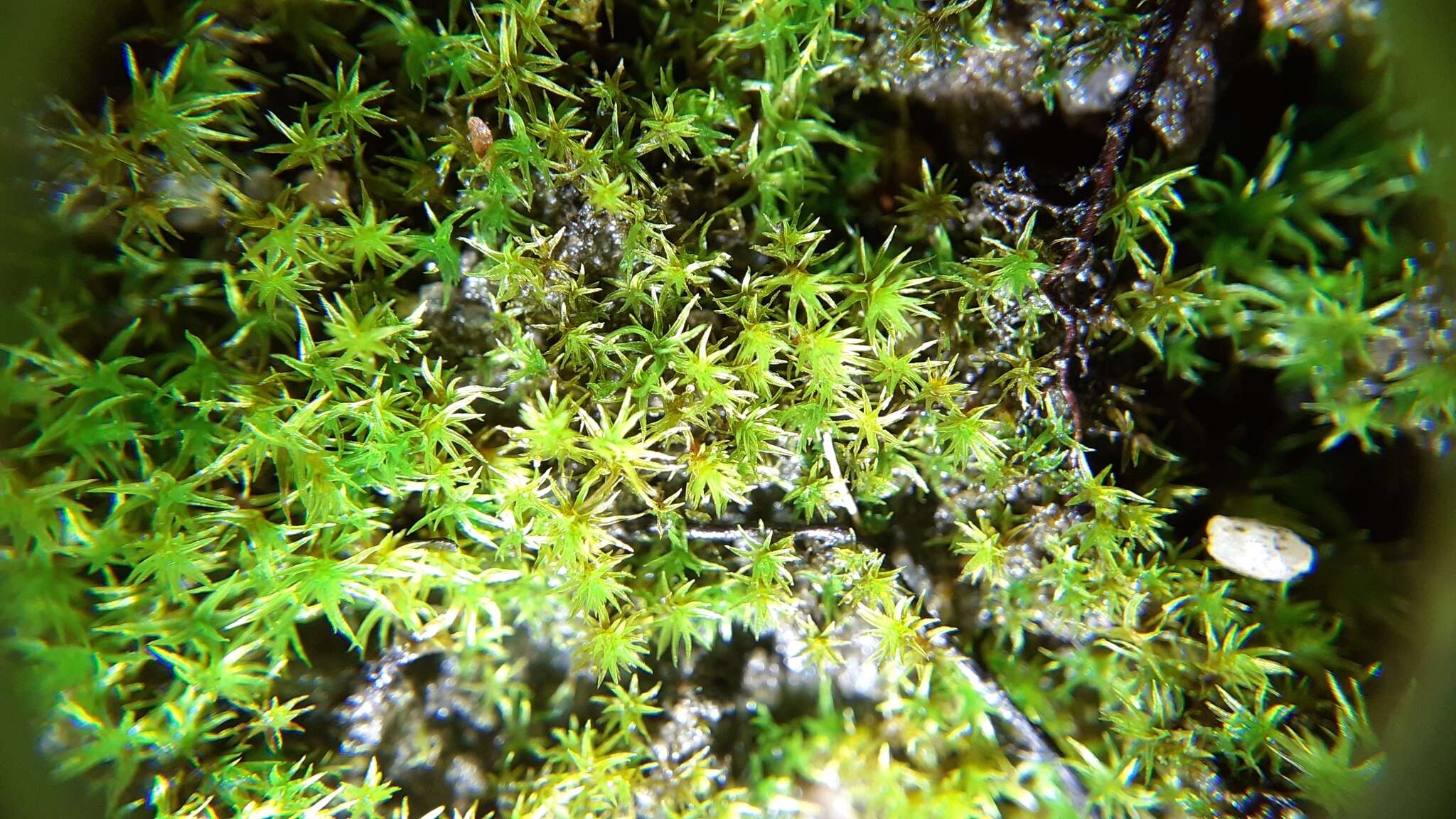 صورة Vinealobryum R. H. Zander