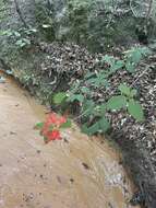 صورة Rhododendron prunifolium (Small) Millais