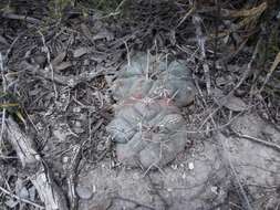 Image of Thelocactus hexaedrophorus subsp. hexaedrophorus