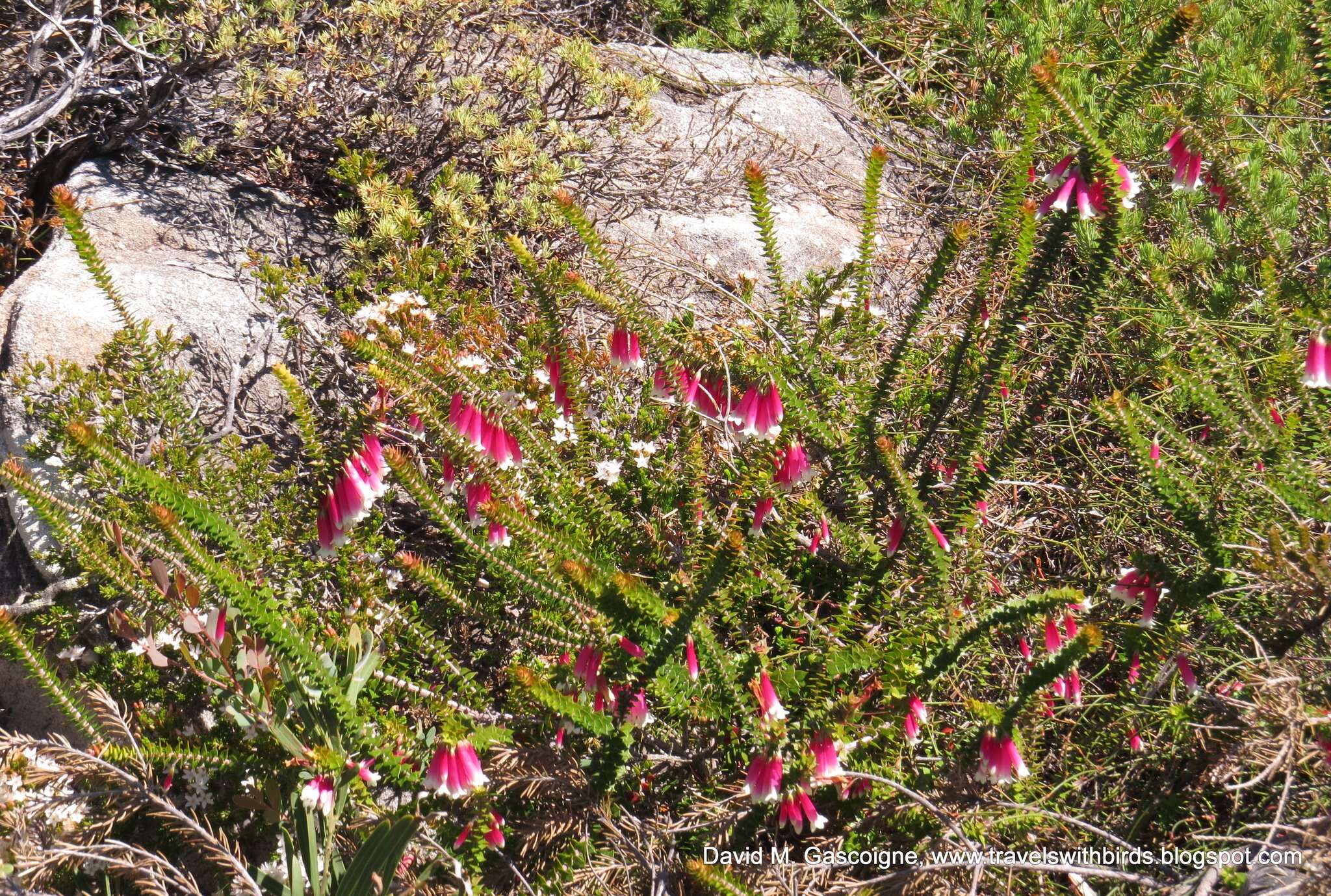 Image of Epacris longiflora Cav.