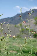 Scrophularia variegata M. Bieb. resmi