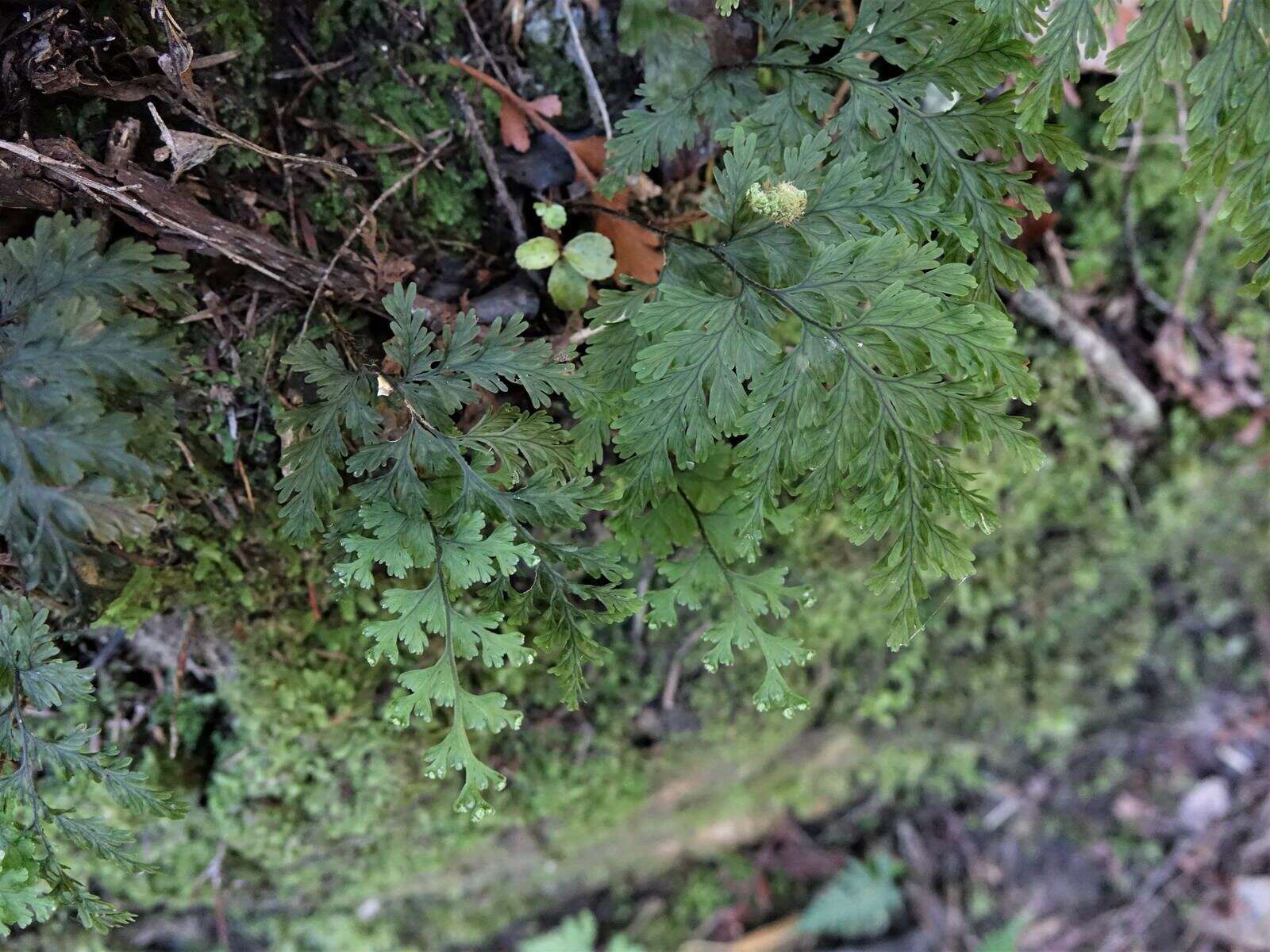 صورة Hymenophyllum scabrum A. Rich.