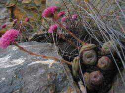 Image of Crassula cremnophila E. van Jaarsveld & A. E. van Wyk