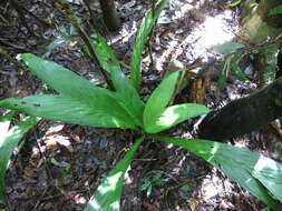 Image of Linospadix apetiolatus Dowe & A. K. Irvine