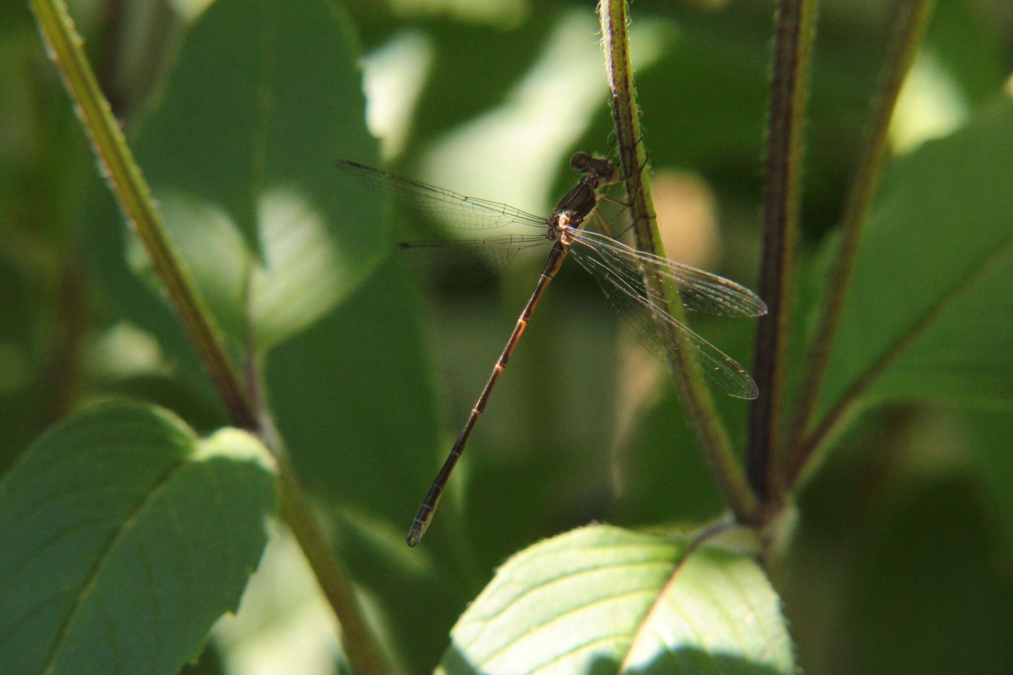 Image of Spotted Spreadwing