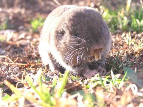 Image of Mole-rats