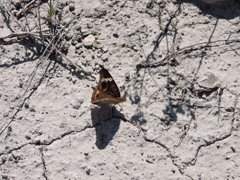 Image of Common buckeye