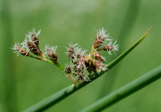 Schoenoplectus lacustris subsp. hippolyti (V. I. Krecz.) Kukkonen的圖片