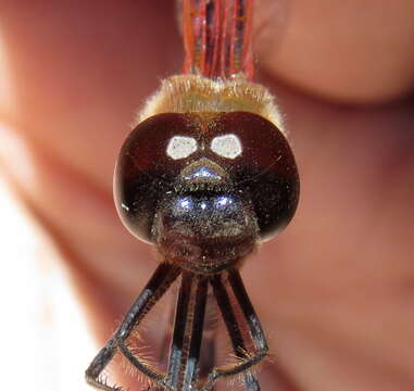 Image of Carolina Saddlebags