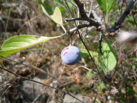 Image of Prunus spinosa subsp. dasyphylla (Schur) Domin