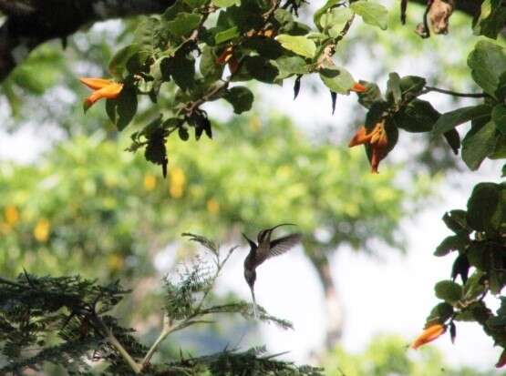 Image of Long-billed Hermit