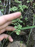 Image of Adiantum thalictroides var. hirsutum (Hook. & Grev.) Sota