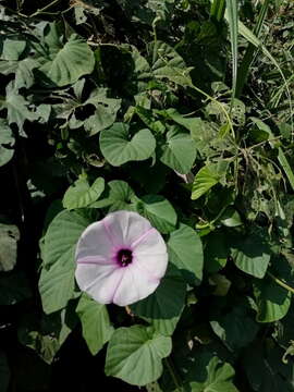 Слика од Ipomoea campanulata L.