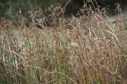 Image of Plumes of Water from the bristles