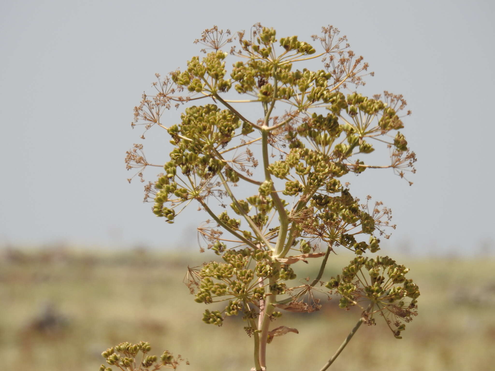 Image of Giant Fennel