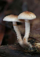 Image of Pholiota decorata (Murrill) A. H. Sm. & Hesler 1968