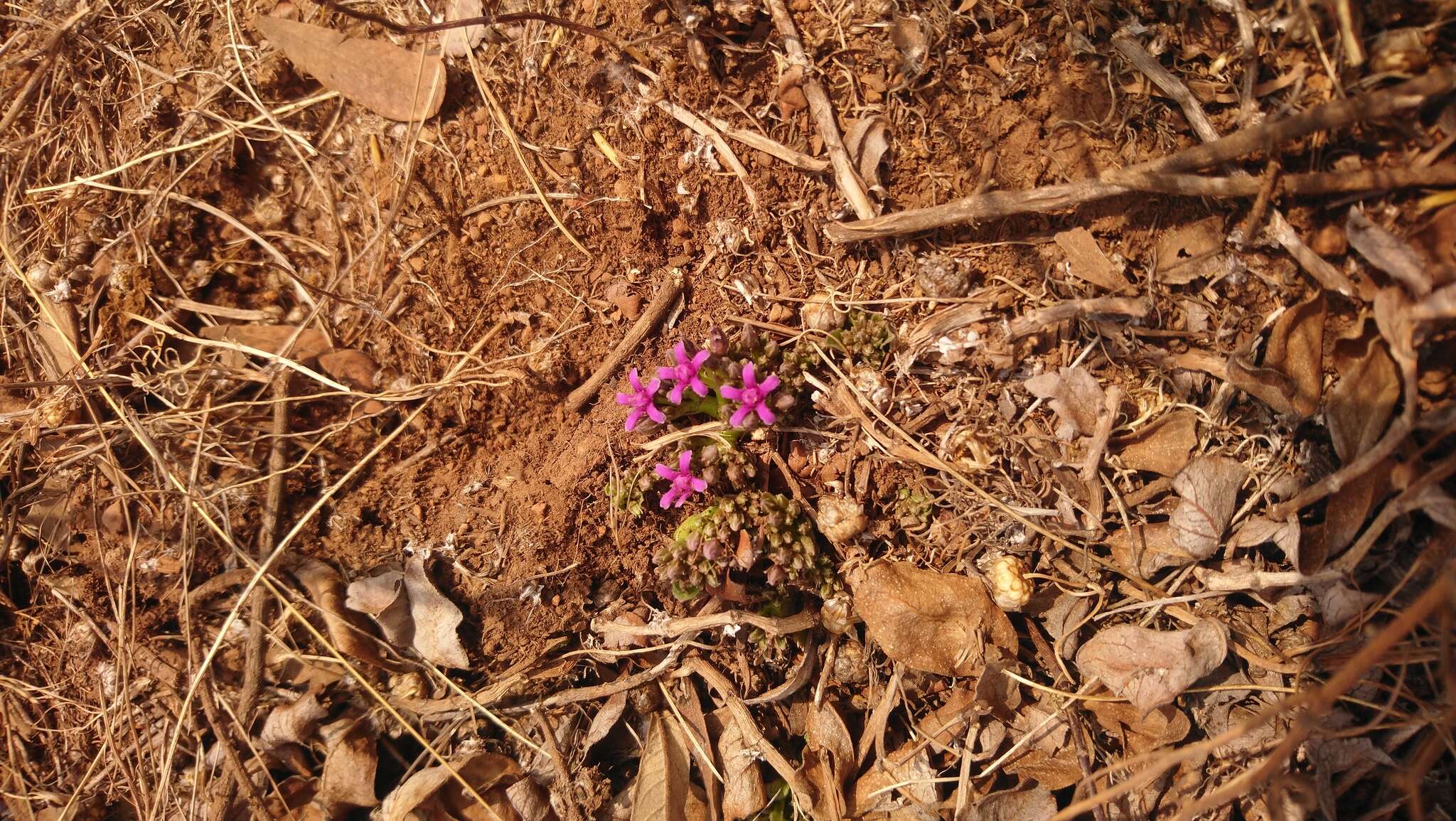 Image of Raphionacme hirsuta (E. Mey.)