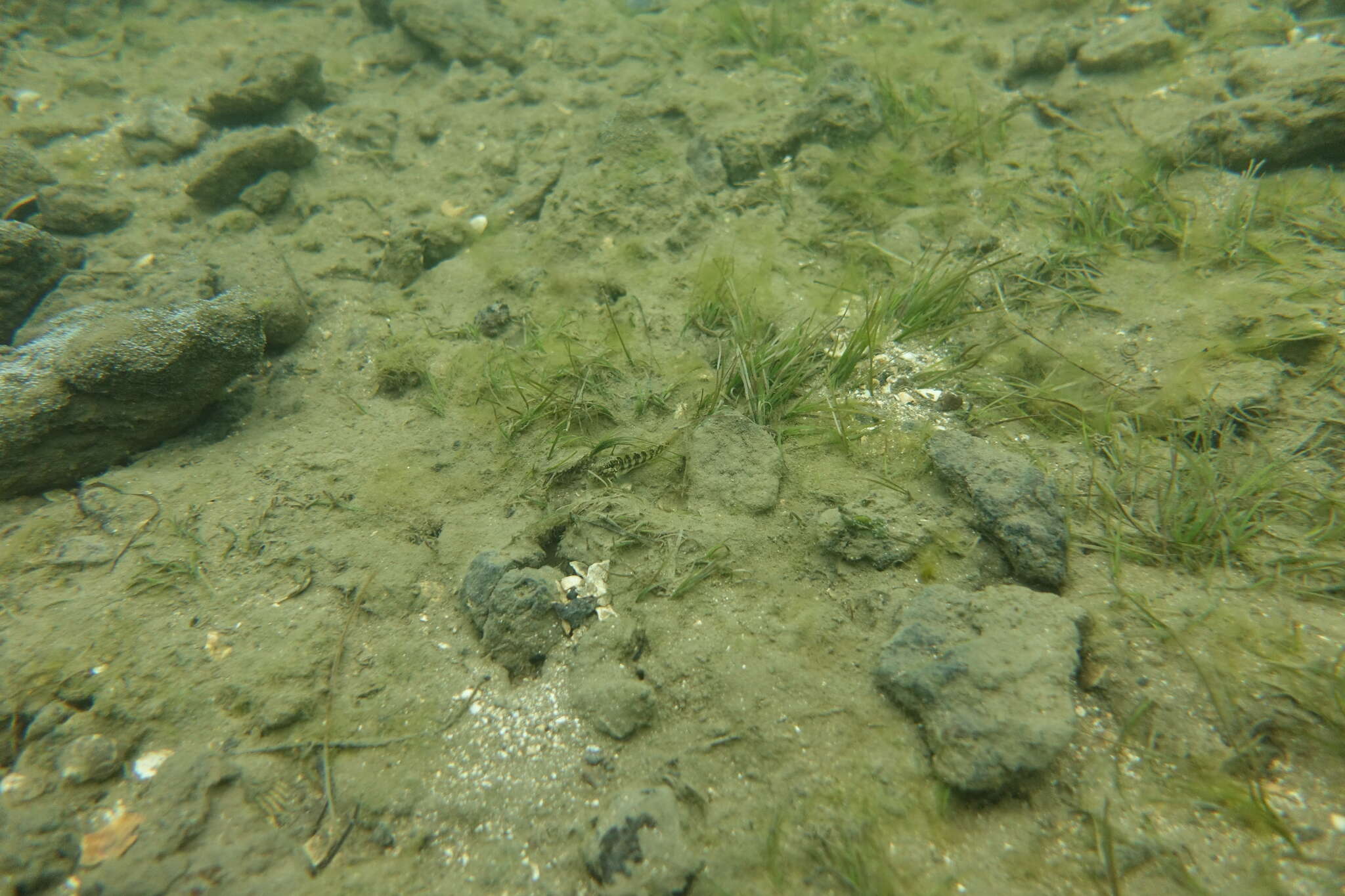 Image of Half-bridled goby