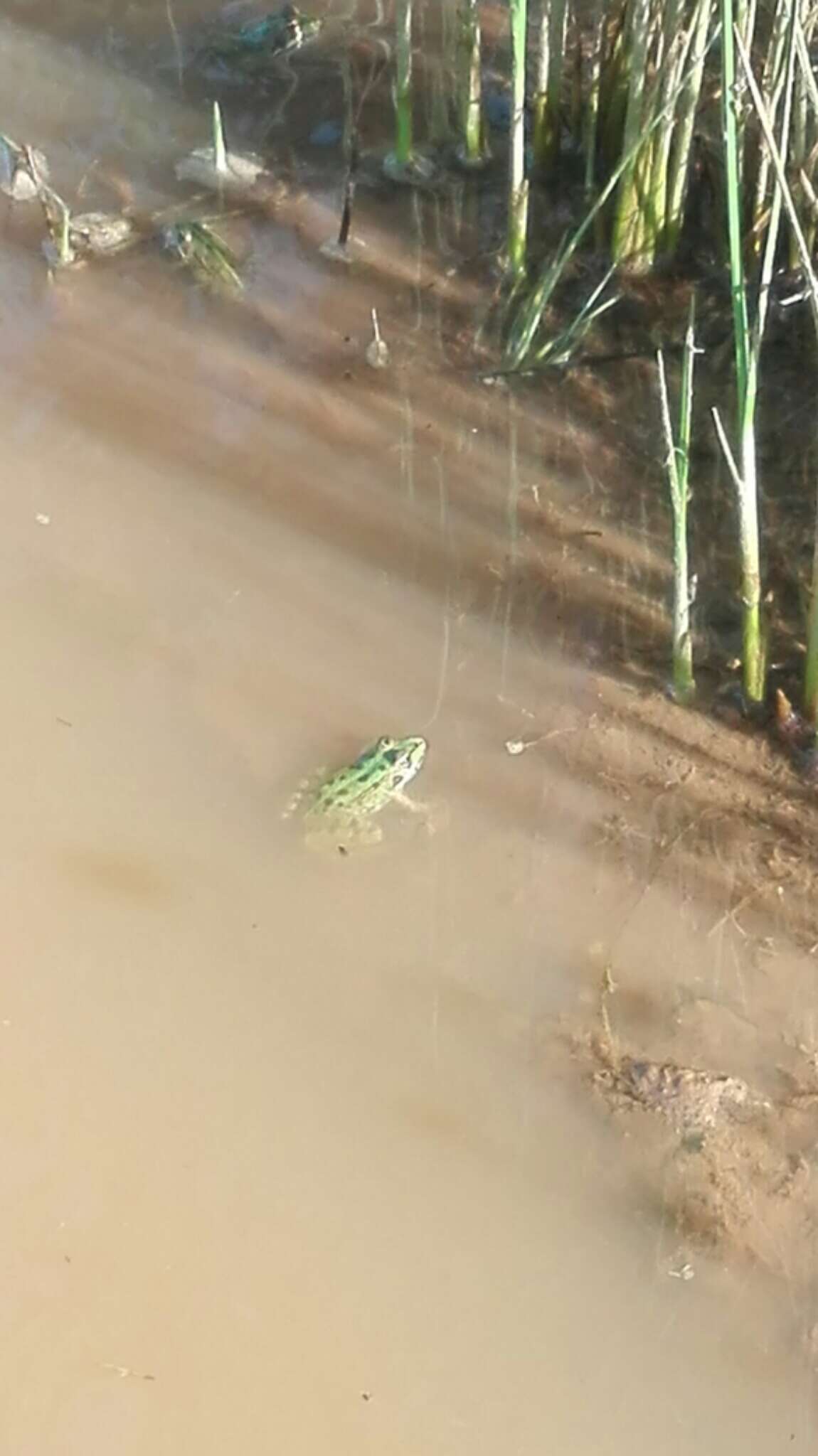 Image of Perez's Frog