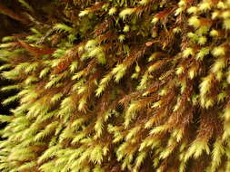 Image of woolly apple-moss