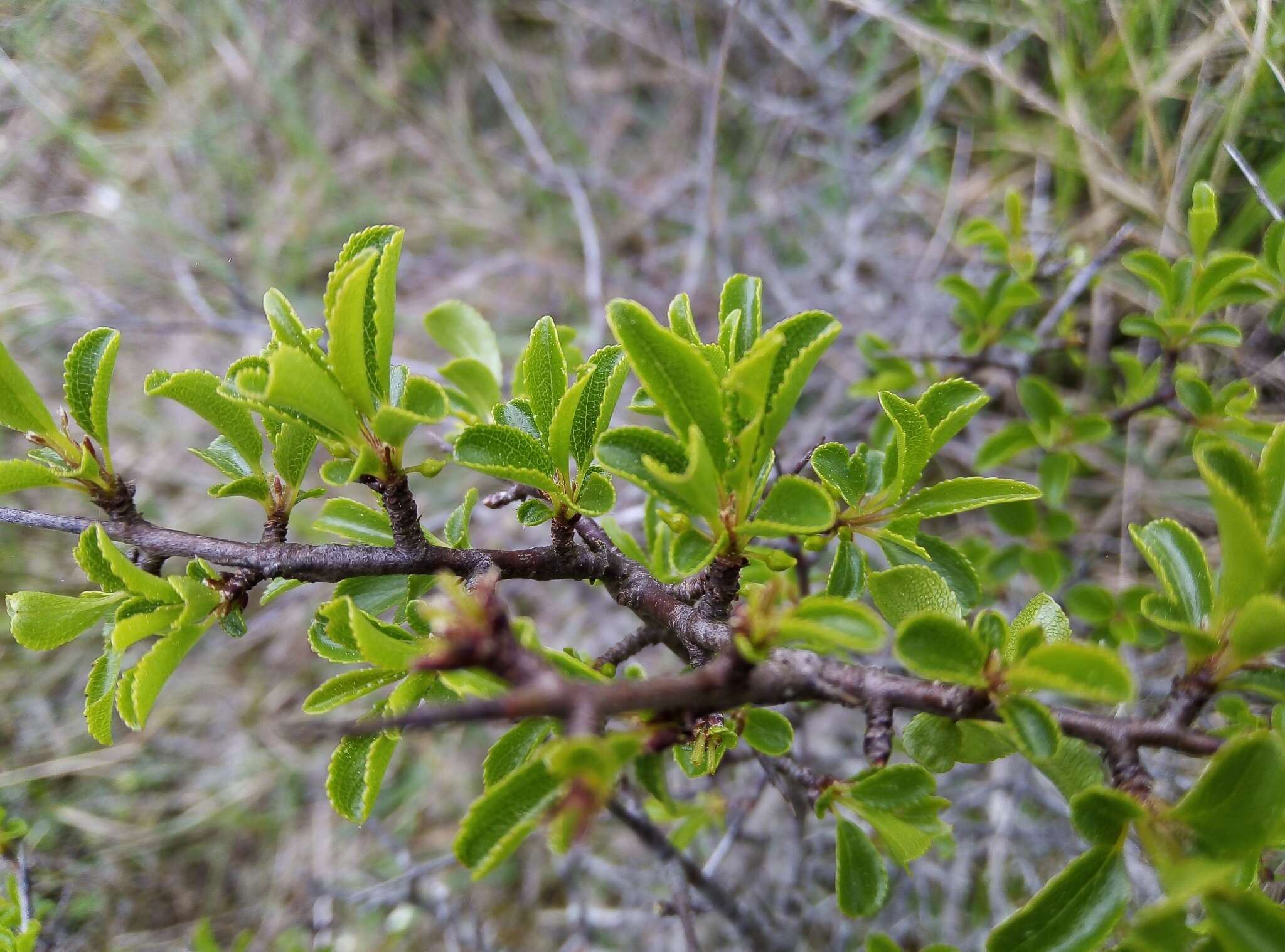 Image of Rhamnus intermedia Steudel & Hochst.