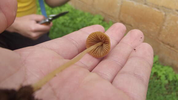 Image de Conocybe tenera (Schaeff.) Fayod 1889