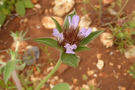 Imagem de Lomelosia brachiata (Sm.) W. Greuter & Burdet