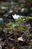 Plancia ëd Anemone trifolia subsp. albida (Mariz) Ulbr.