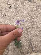 Image of Penstemon lentus var. lentus