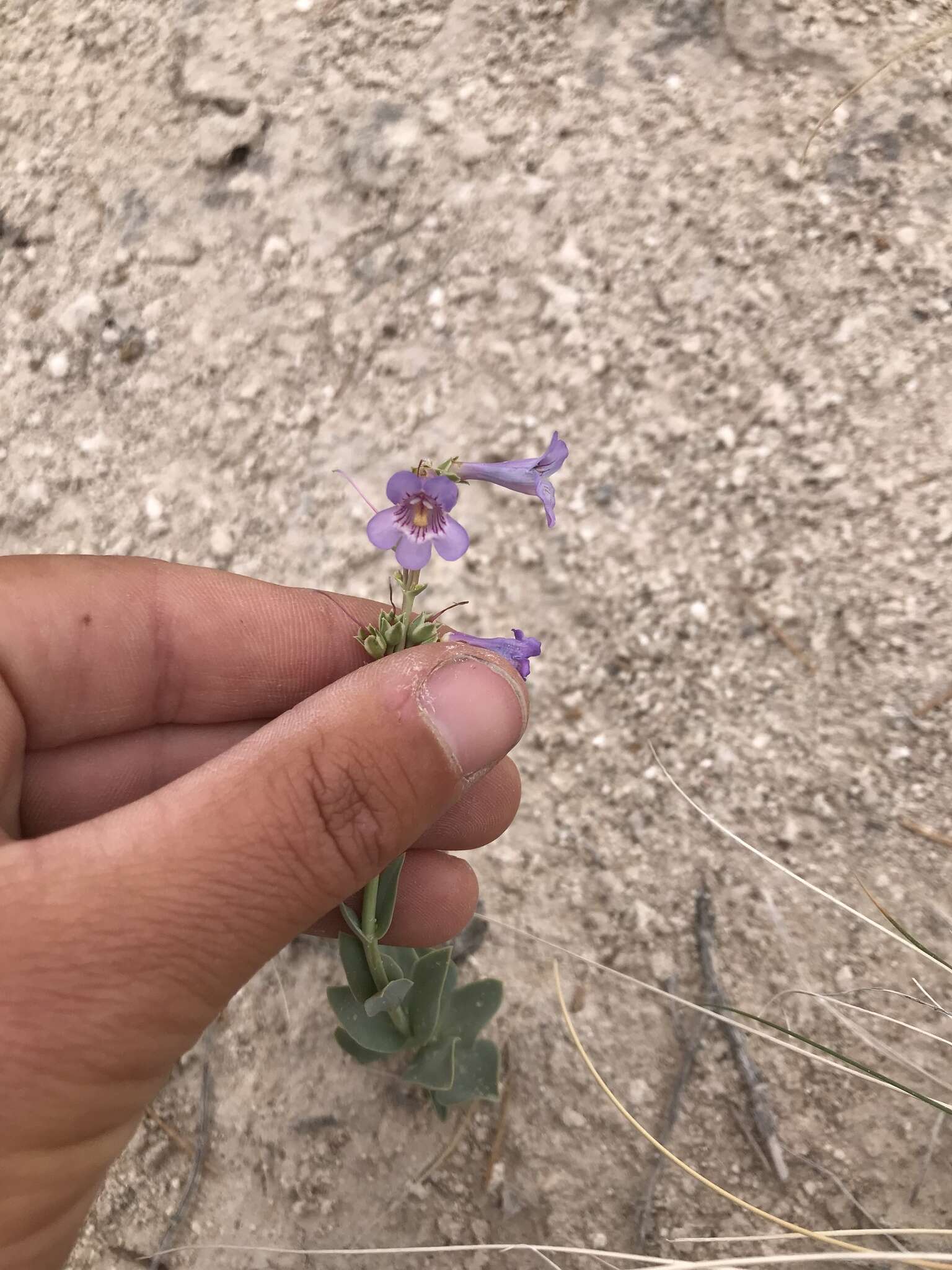 Image of Penstemon lentus var. lentus