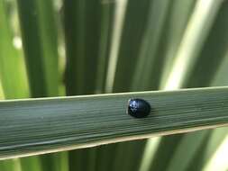 Image of Palmetto Tortoise Beetle