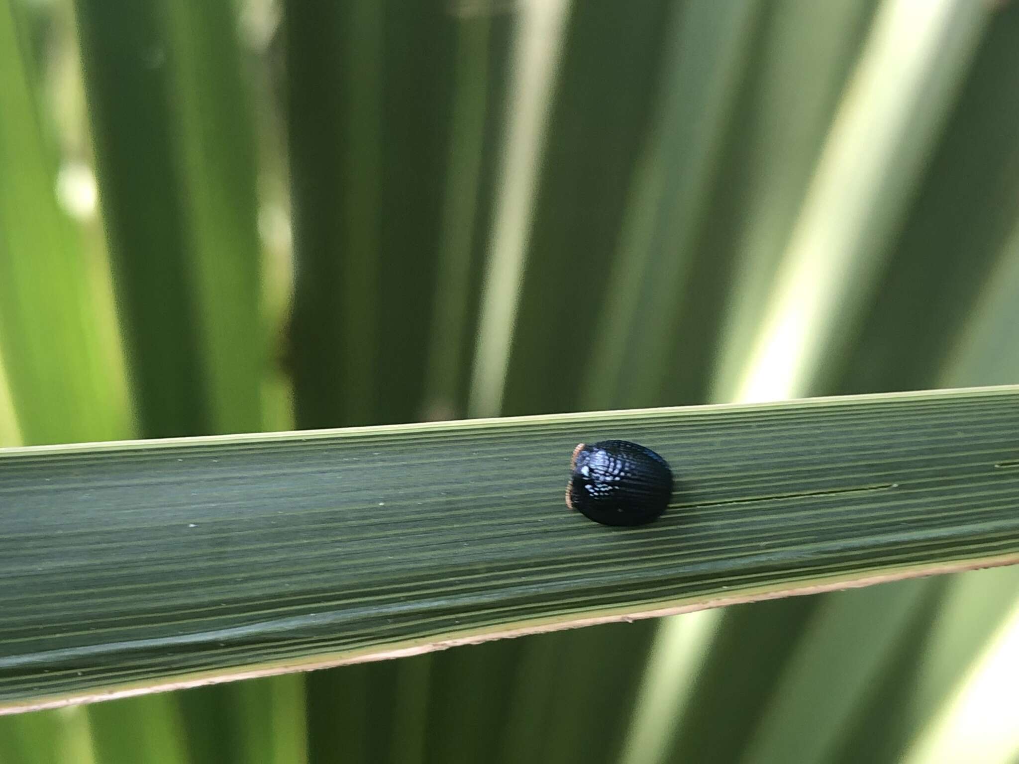 Hemisphaerota cyanea (Say 1824) resmi