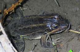 Image of Leptodactylus luctator