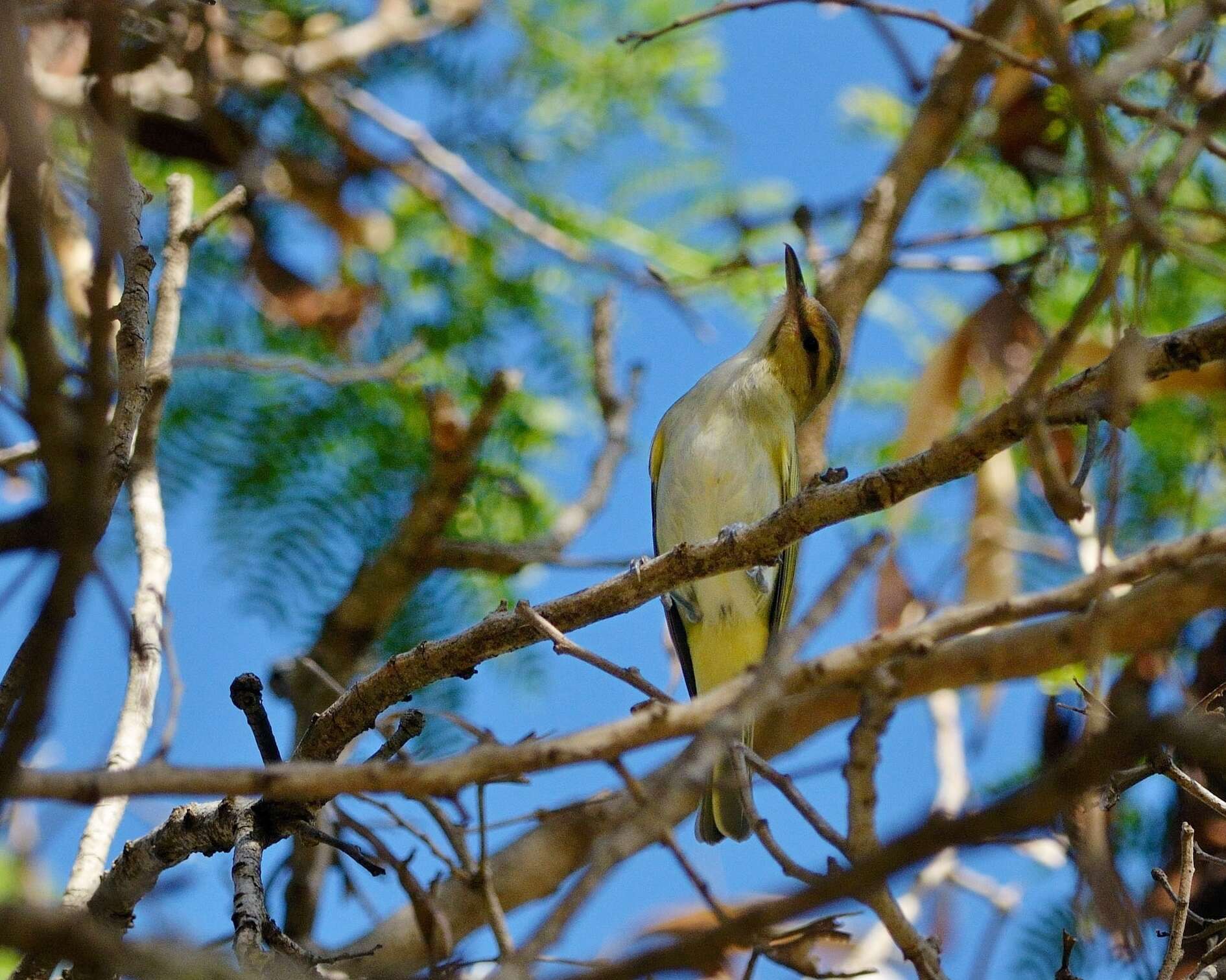 Image of Black-whiskered Vireo