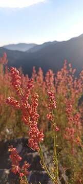 Rumex hastatus D. Don resmi