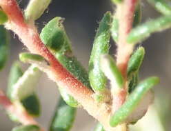 Image of Phylica parviflora Berg.