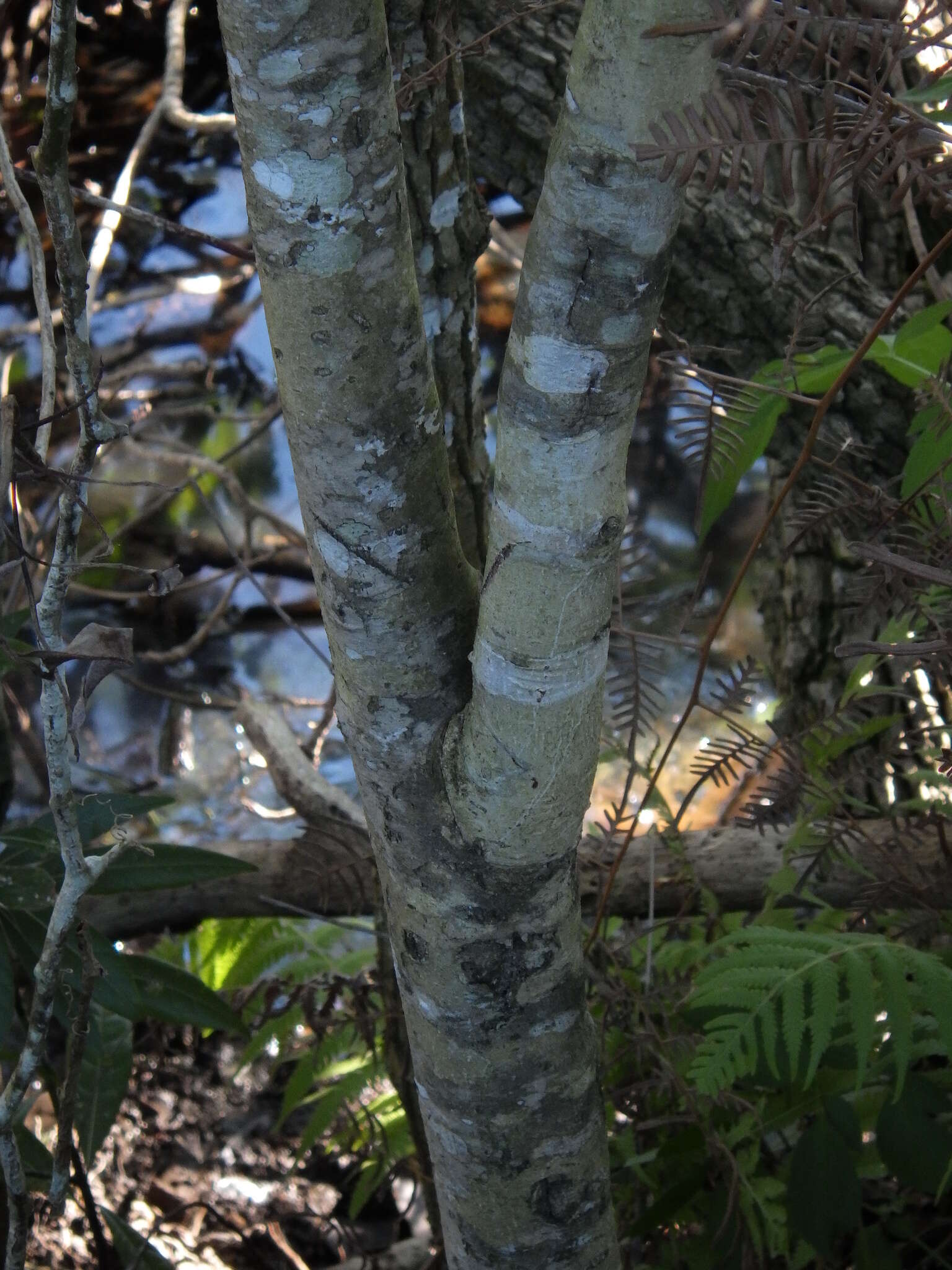 Image of Guianese Colicwood